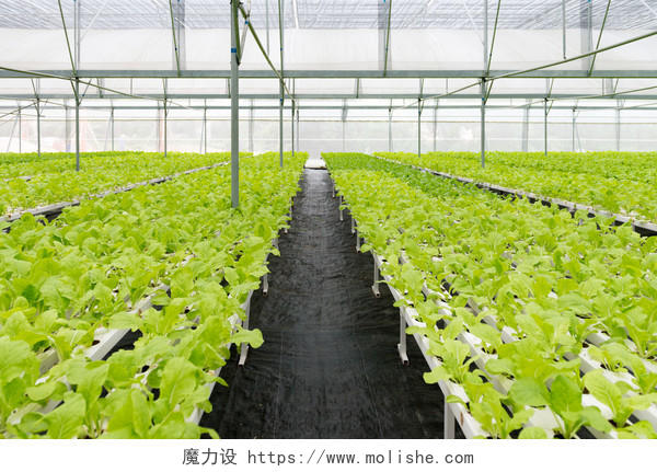 温室内部的有机蔬菜